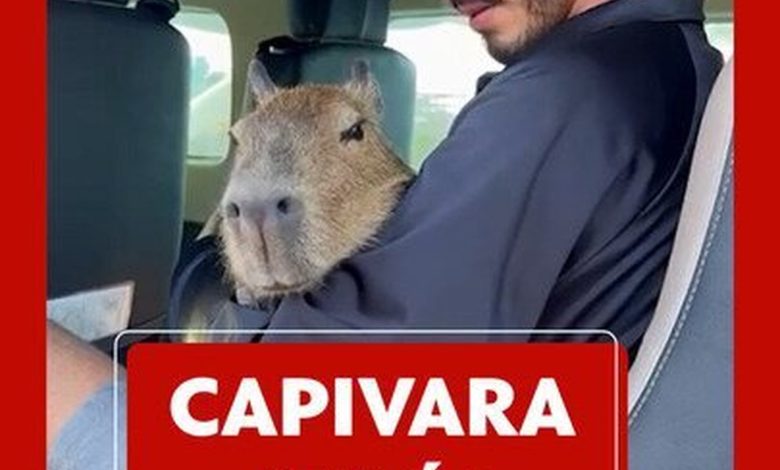 Os influencers que ganham fama exibindo animais selvagens como pets
