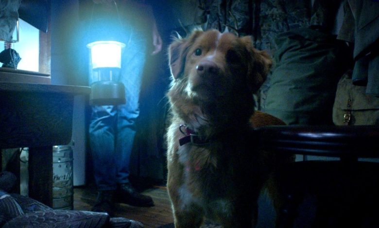 Conheça Good Boy, filme de terror mostrado na perspectiva de um cão