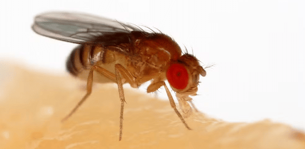 Uma Drosophila melanogaster: Cerca de 75% dos genes conhecidos por causarem doenças em humanos possuem um gene correspondente (homólogo) na drosófila. Graças a isso e à facilidade de manipulação de seu genoma com precisão e rapidez, essas moscas tornaram-se modelos inestimáveis para desvendar patologias complexas como Alzheimer, Parkinson, diversos tipos de câncer, diabetes, distúrbios cardíacos, e até infecções pelos vírus da Zika e SARS-CoV-2.