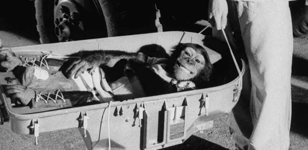 31.jan.1961 - Ham, o chimpanzé, retorna à Terra após seu passeio histórico de 16 minutos pelo espaço em 1961