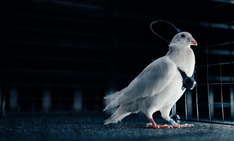 Empresa russa anuncia ‘biodrones’ com pombos guiados por chip cerebral