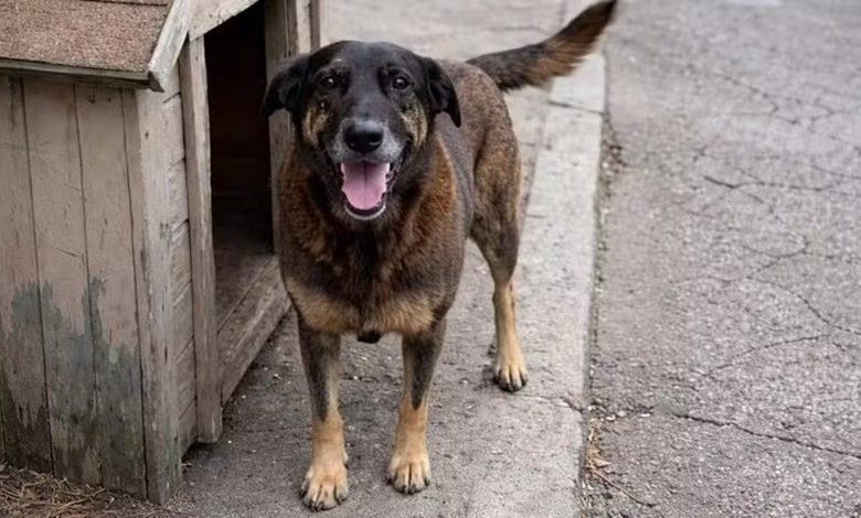 Morte do cão Orelha acende alerta para redes que lucram com a tortura animais na internet