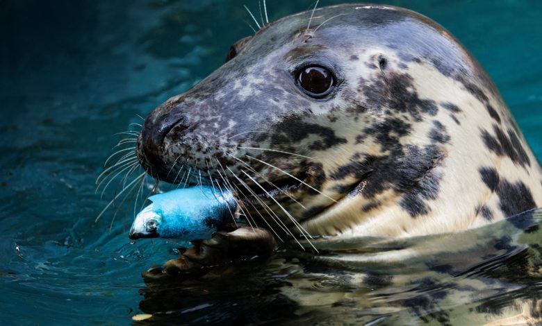 Vídeo de foca arrastando cachorro para dentro da água é falso