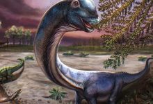 Reconstrução artística do dinossauro Nagatitan chaiyaphumensis, cujos fósseis foram encontrados na Tailândia