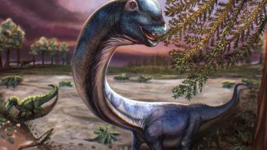Reconstrução artística do dinossauro Nagatitan chaiyaphumensis, cujos fósseis foram encontrados na Tailândia