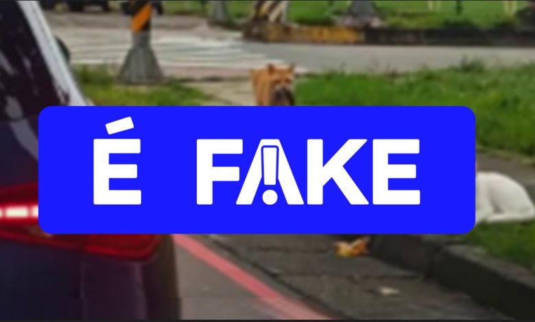 É #FAKE vídeo de gatinho flagrando 'traição'; cena foi gerada com inteligência artificial