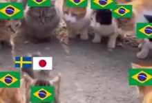 Japão x Suécia: veja memes do empate que definiu o próximo adversário do Brasil