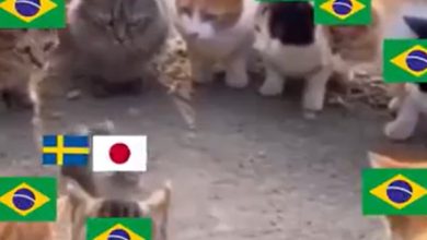 Japão x Suécia: veja memes do empate que definiu o próximo adversário do Brasil