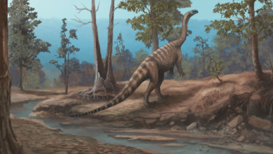 Musango matusadonaensis é o quinto dinossauro identificado no Zimbábue