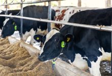 Vacas monitoradas por IA viram garantia de empréstimos em operação inédita no Brasil