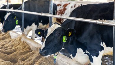 Vacas monitoradas por IA viram garantia de empréstimos em operação inédita no Brasil