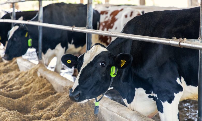 Vacas monitoradas por IA viram garantia de empréstimos em operação inédita no Brasil