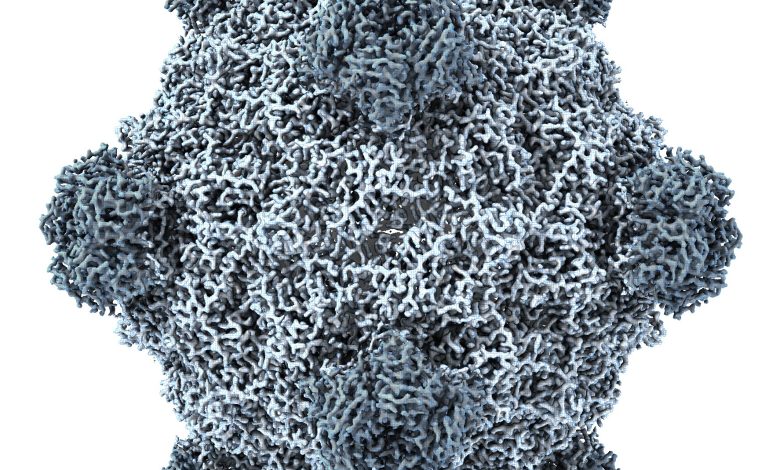 IA cria genoma de vírus do zero pela primeira vez, mostra estudo