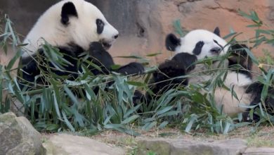 Entre Dois Mundos: a diplomacia panda em meio à corrida tecnológica