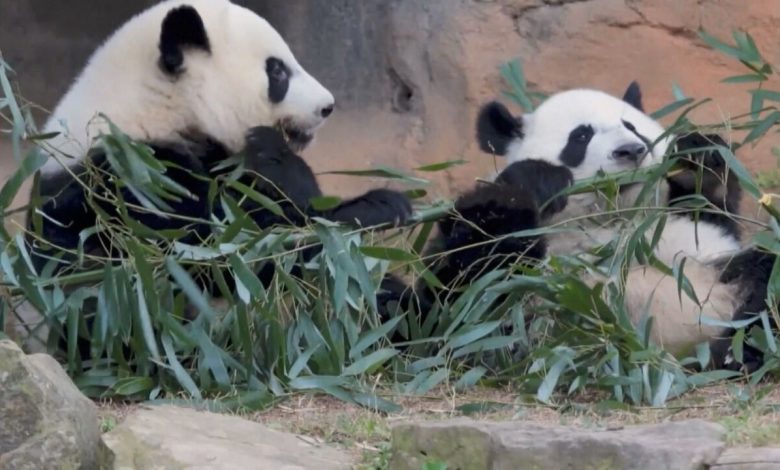 Entre Dois Mundos: a diplomacia panda em meio à corrida tecnológica