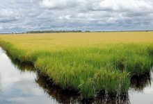 Google anuncia projeto que usa 200 mil hectares de arroz no Brasil contra mudanças climáticas; entenda