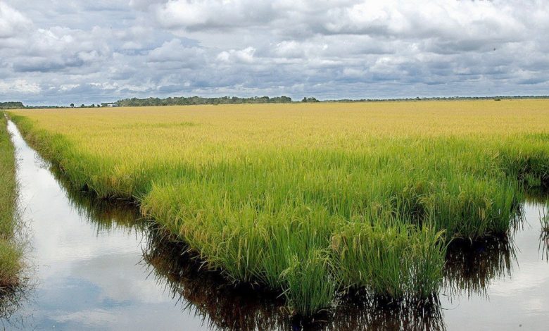 Google anuncia projeto que usa 200 mil hectares de arroz no Brasil contra mudanças climáticas; entenda