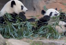 Por que dois pandas entraram na diplomacia de Trump e Xi Jinping?